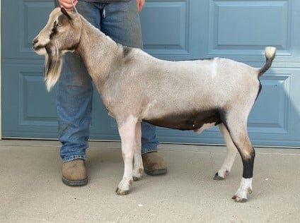 NIgerian dwarf dairy goats for sale in colorado